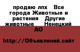 продаю лпх - Все города Животные и растения » Другие животные   . Ненецкий АО